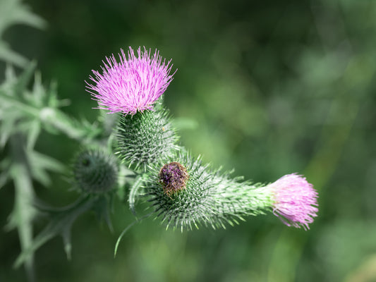 Gewöhnliche Kratzdistel