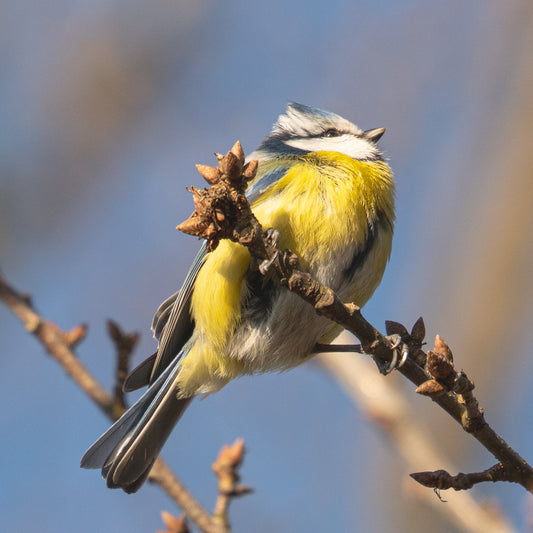 Eine Blaumeise in der Dölauer Heide