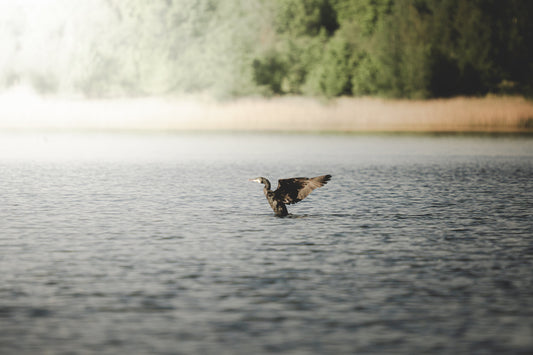 Ein startender Kormoran auf dem Wallendorfer See