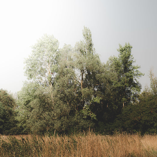 Eine Baumgruppe im Sommer