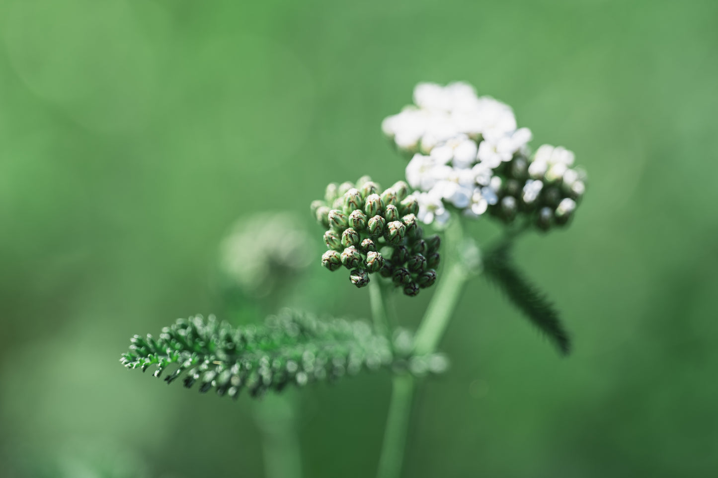 Gewöhnliche Schafgarbe 1 | Fine Art Print