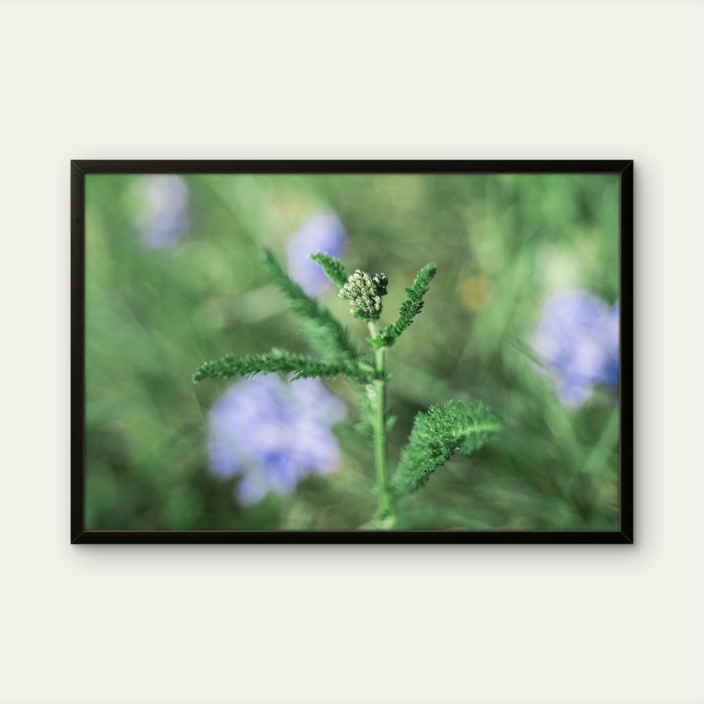 Gewöhnliche Schafgarbe 2 | Fine Art Print