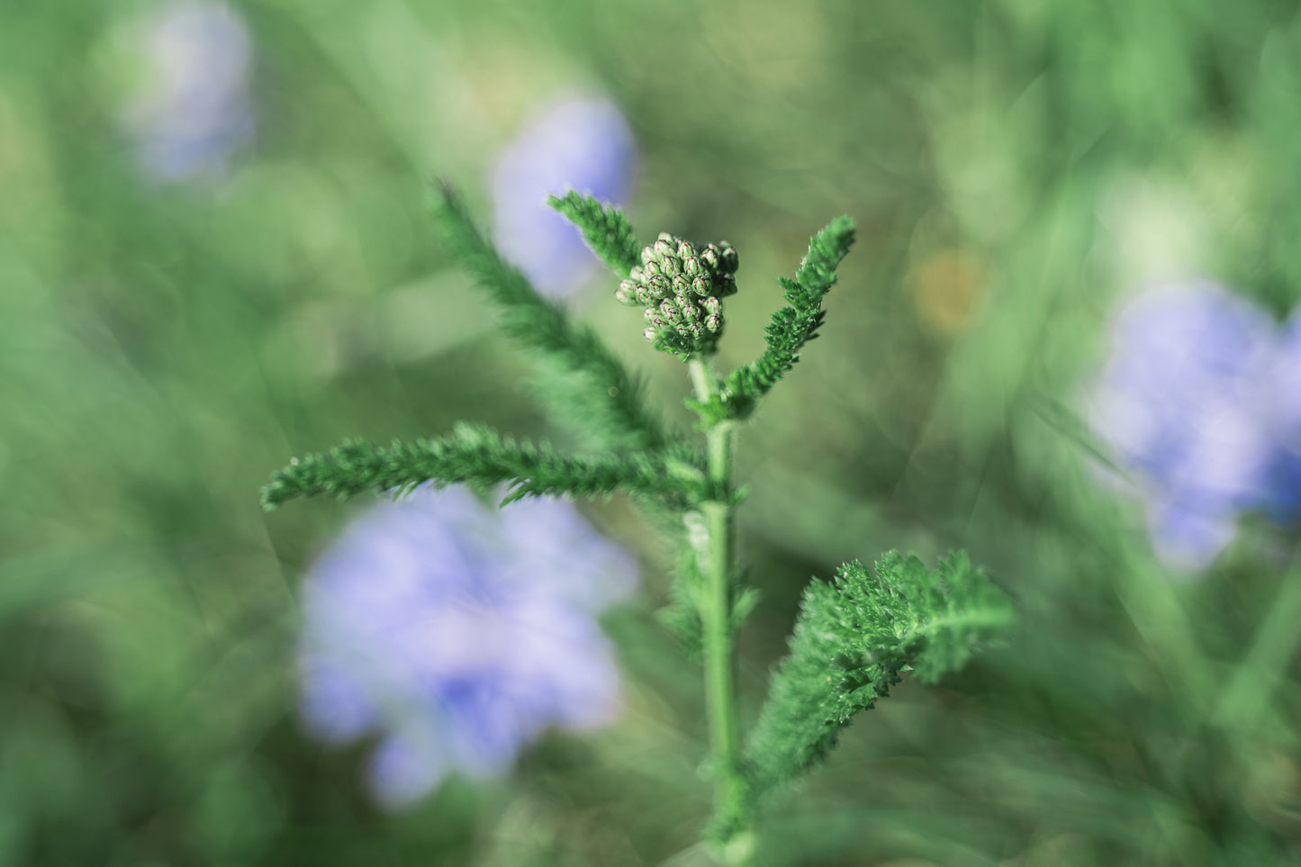 Gewöhnliche Schafgarbe 2 | Fine Art Print