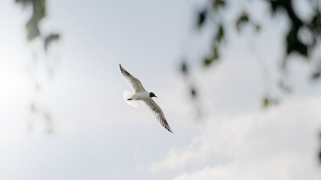 Lachmöwe im Flug