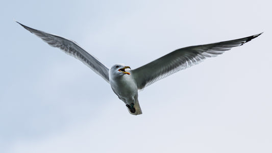 Silbermöwe im Flug