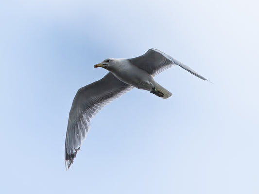 Silbermöwe im Flügelschlag