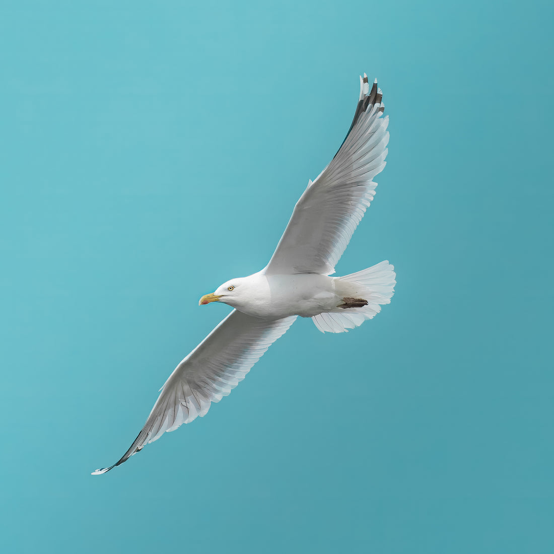 Silbermöwe mit ausgebreiteten Flügeln