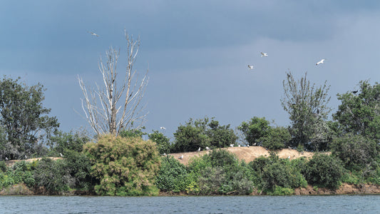 Wildes Vogeltreiben auf der Insel