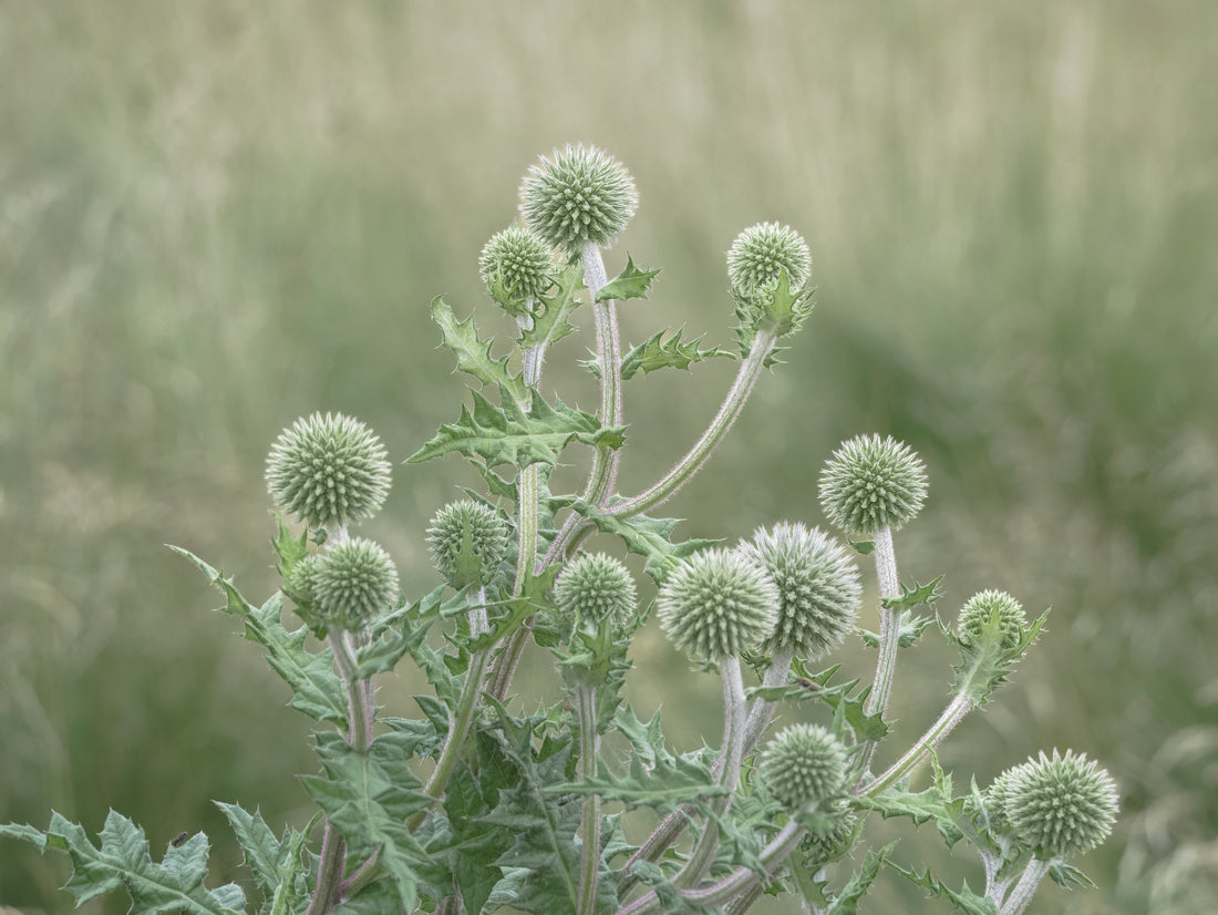 Drüsige Kugeldistel