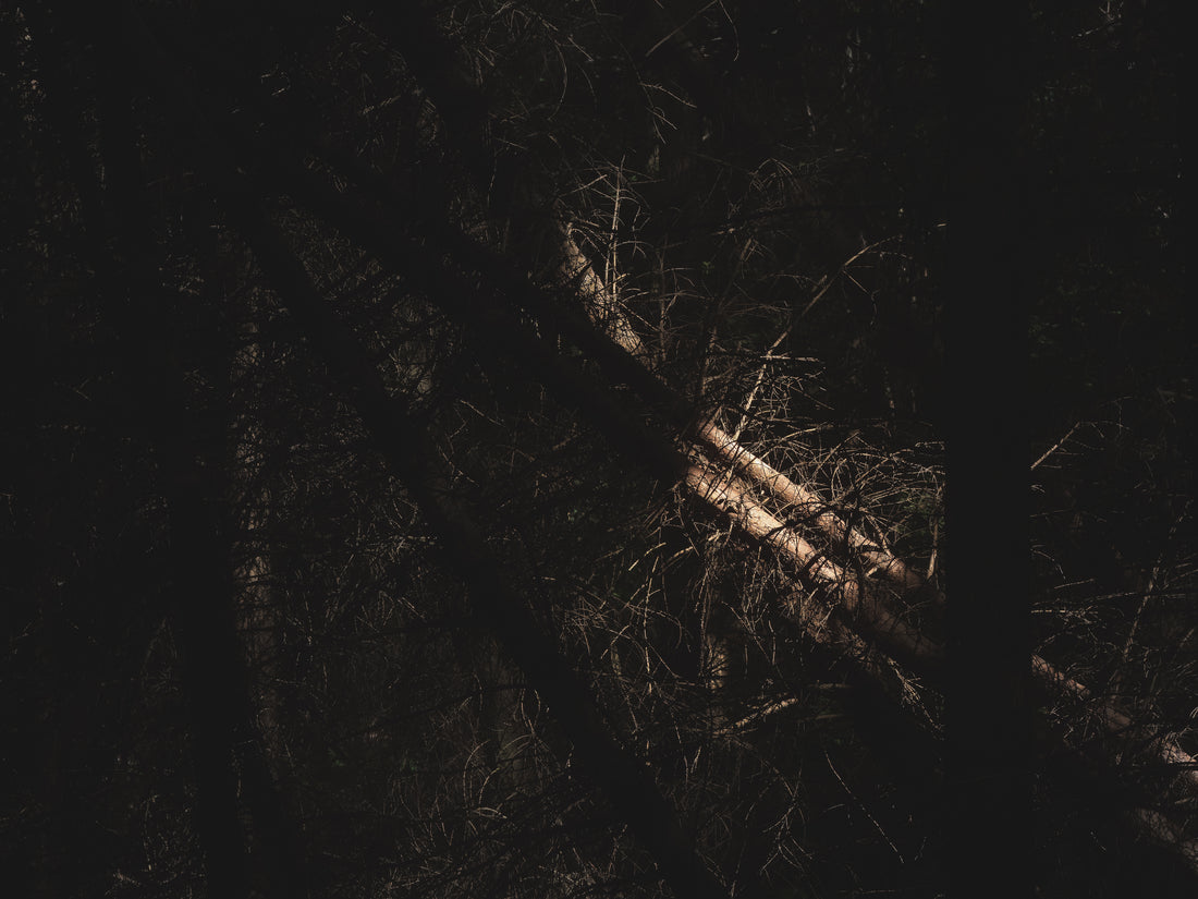 Nadelwald in Licht und Schatten