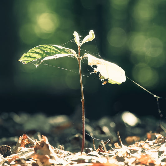 Ein junges Leben im Licht der Welt