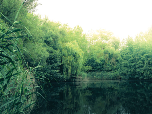 Ein kleiner See, umringt von grünen Bäumen.