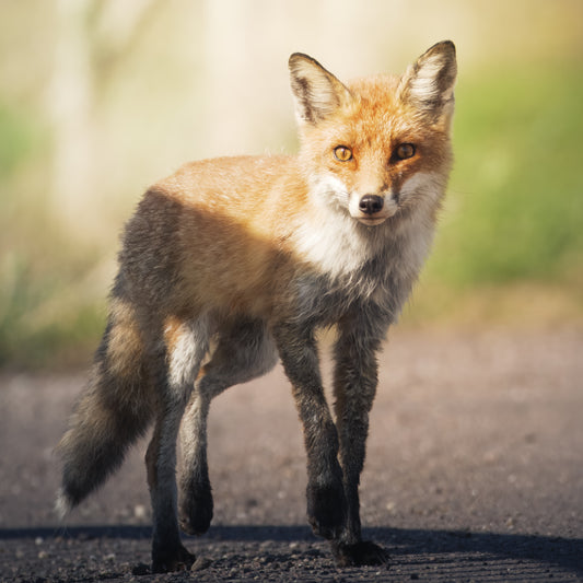 Eine ganz wunderbare Fuchsbegegnung