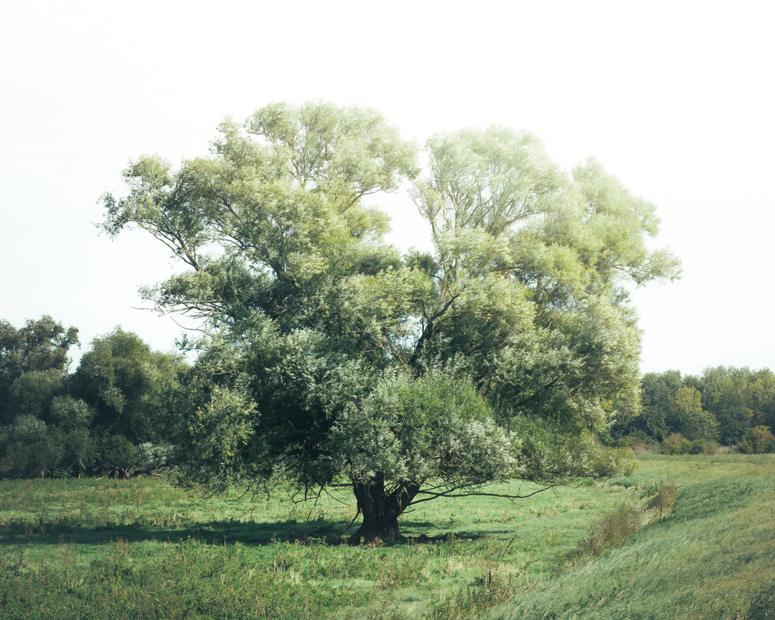 Eine Silberweide bei Kollenbey