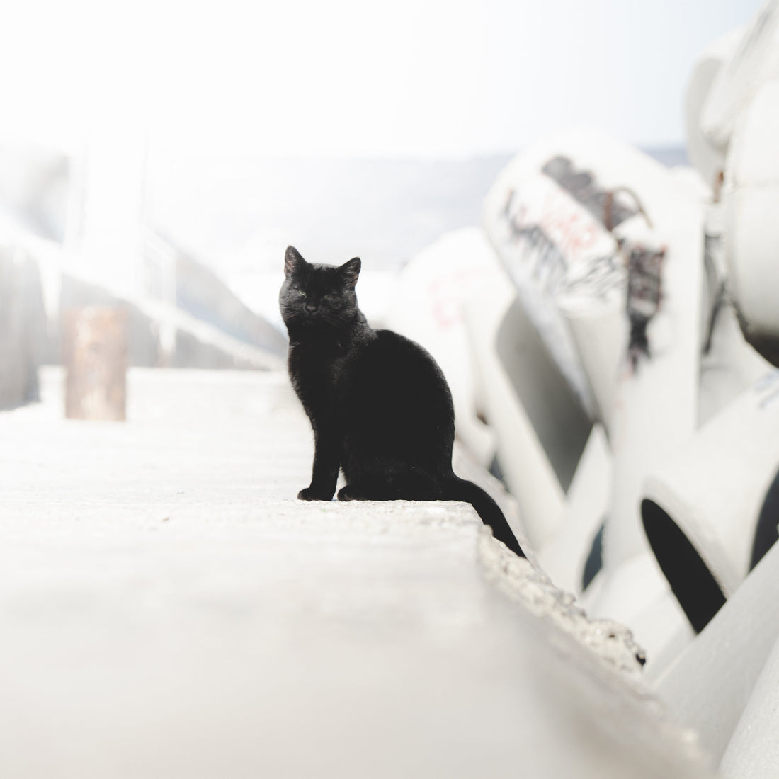 Eine schwarze Katze am Hafen von Varna