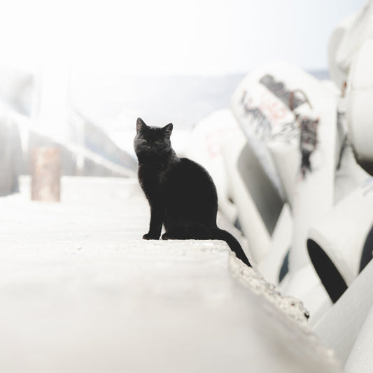 Eine schwarze Katze am Hafen von Varna