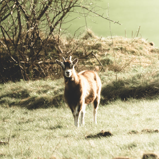 Eine junge Ziege auf einer Wiese.