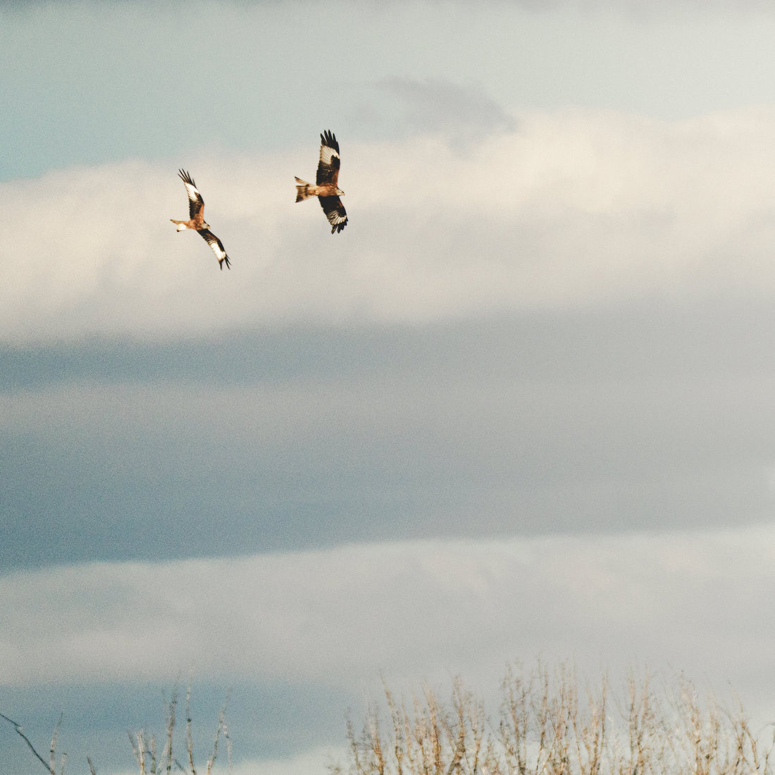 2 Rotmilane fliegend vor dem weiten Himmel zu sehen.