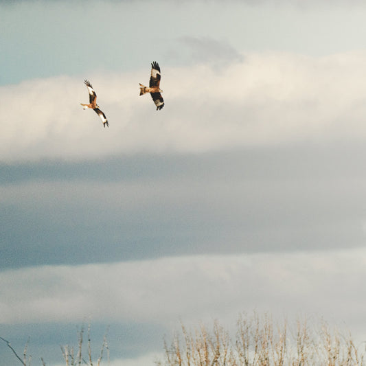 2 Rotmilane fliegend vor dem weiten Himmel zu sehen.