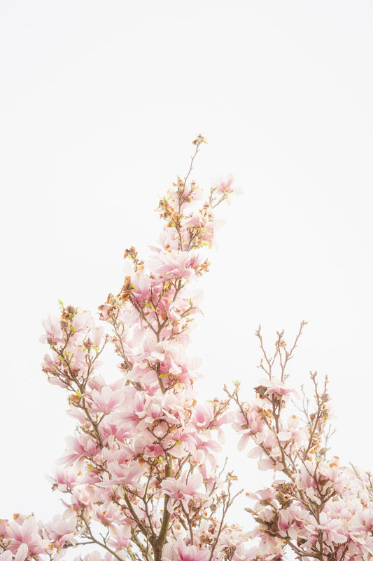 Verträumte Magnolien