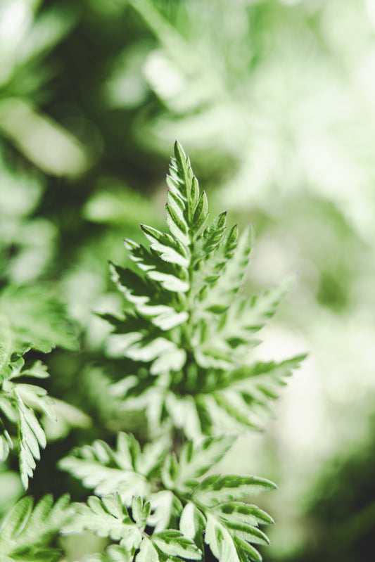 Etwas Grünes vom Sommer