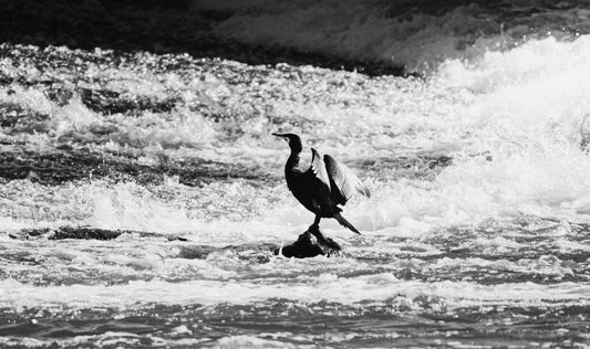Ein Kormoran am Forstwerder