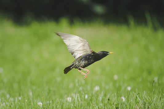 Stare im Gimritzer Park