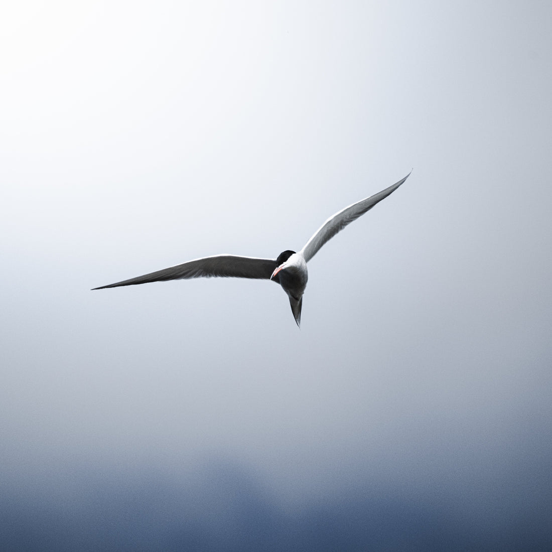 Eine Flussseeschwalbe im Flug