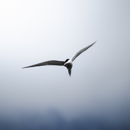 Eine Flussseeschwalbe im Flug