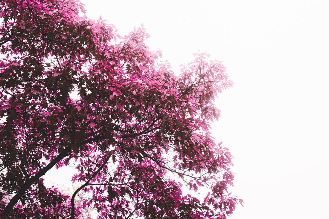 Eine farbverfälschter Herbstbaum