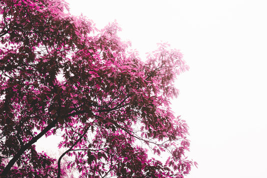 Eine farbverfälschter Herbstbaum