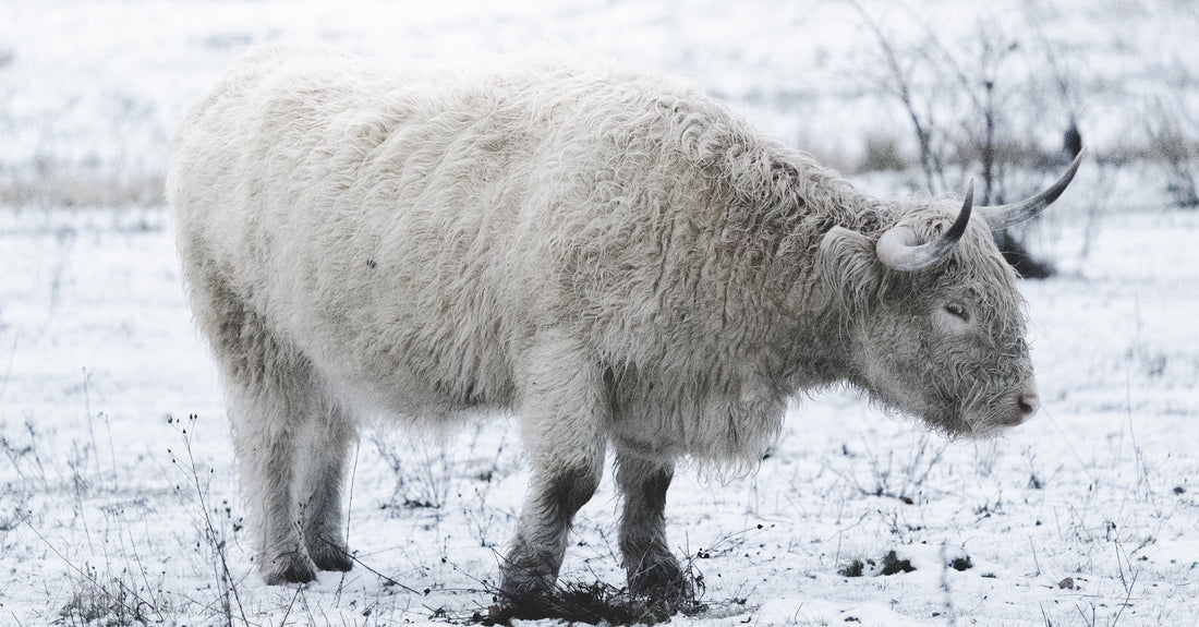 Schottische Hochlandrinder am Grabschützer See