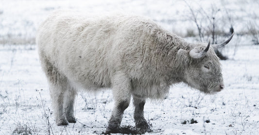 Schottische Hochlandrinder am Grabschützer See