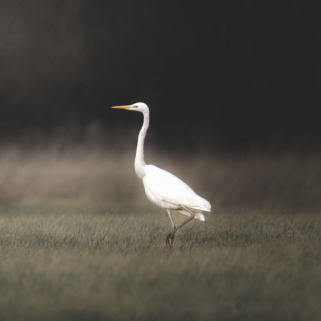 Ein Silberreiher in der Auenlandschaft