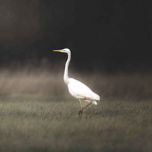 Ein Silberreiher in der Auenlandschaft