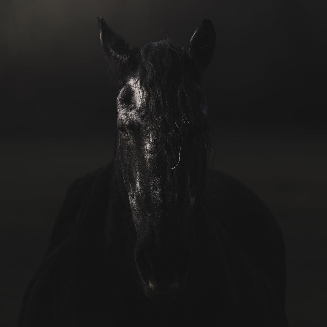 Ein schwarzer Hengst im Portrait