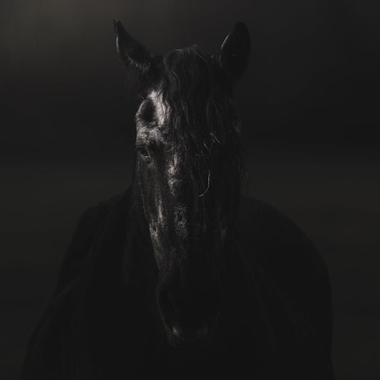 Ein schwarzer Hengst im Portrait