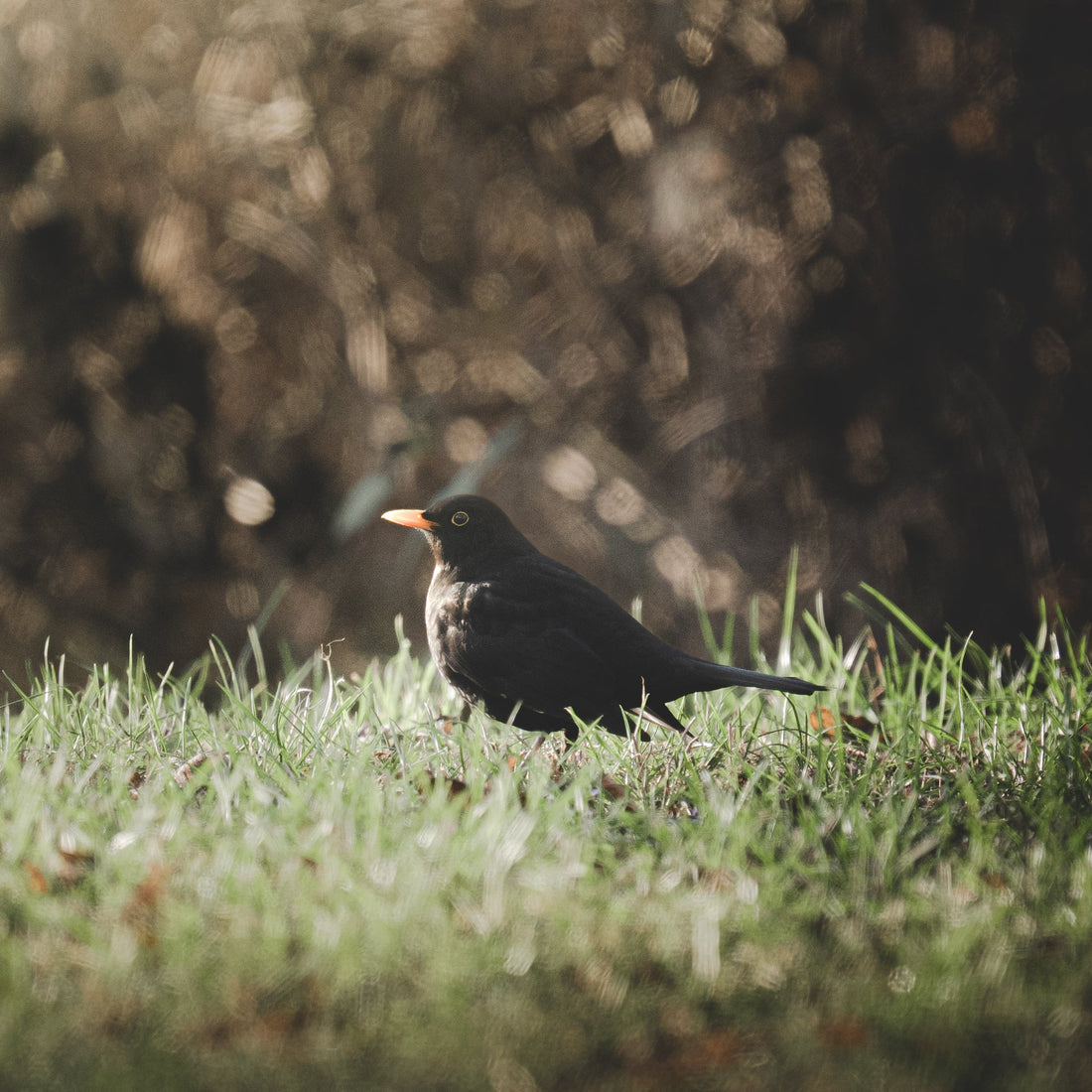 Eine Amsel sitzt auf einer grünen Wiese