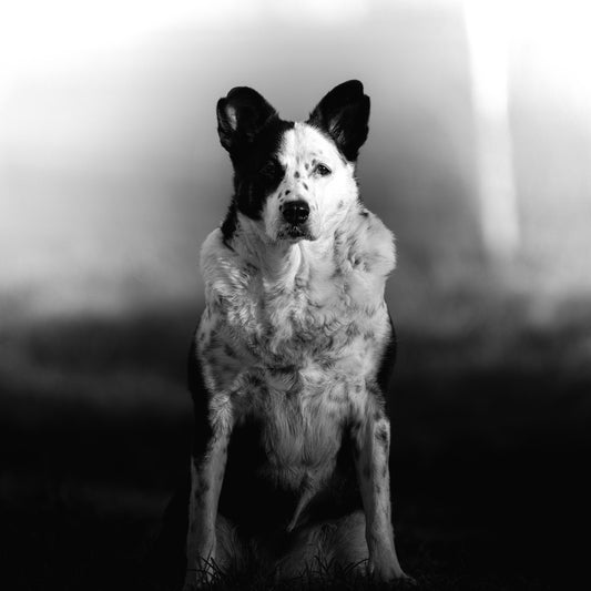 Hundeportrait von Tschara