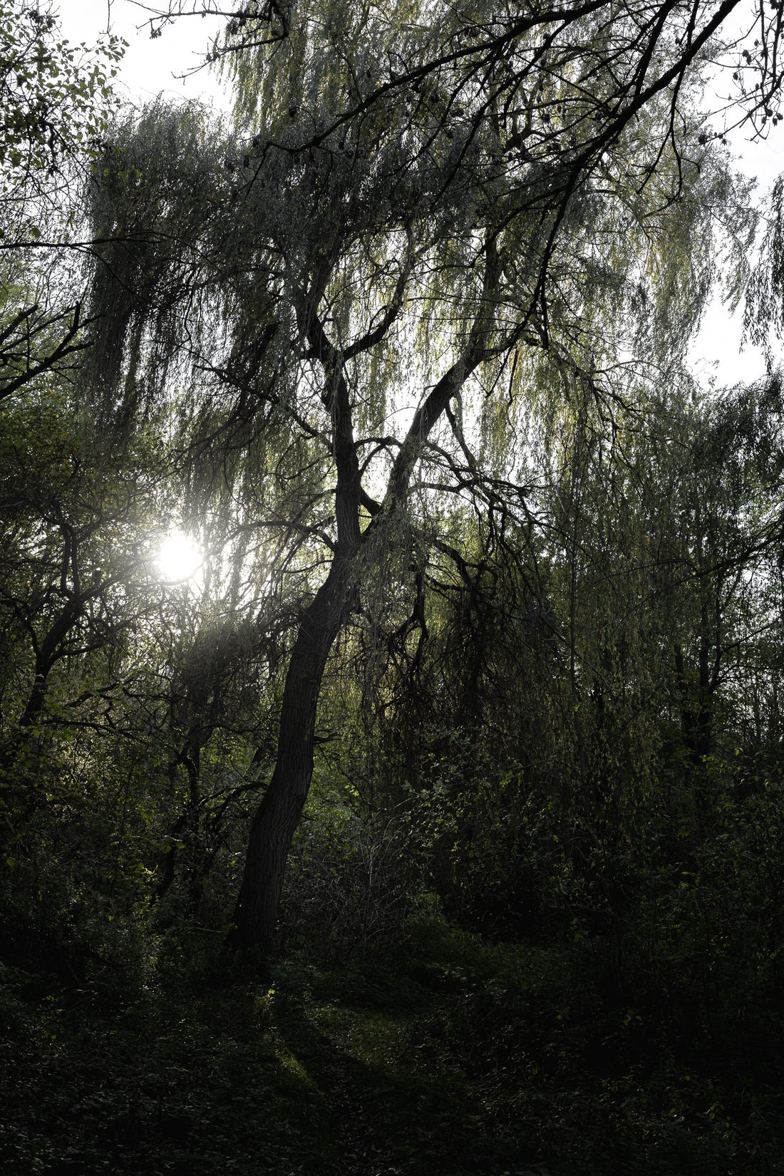 Licht und Schatten einer Baumlandschaft