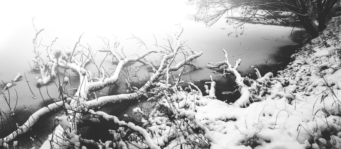 Schneebedeckte Äste in einem gefrorenen See