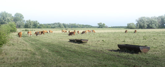 Kuhherde auf der Weide