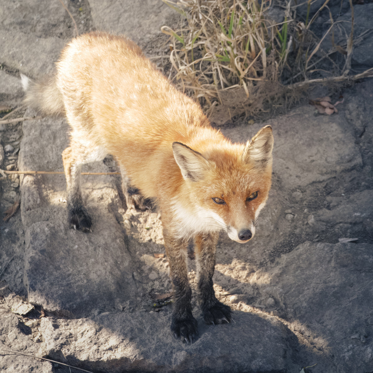 Eine ganz wunderbare Fuchsbegegnung