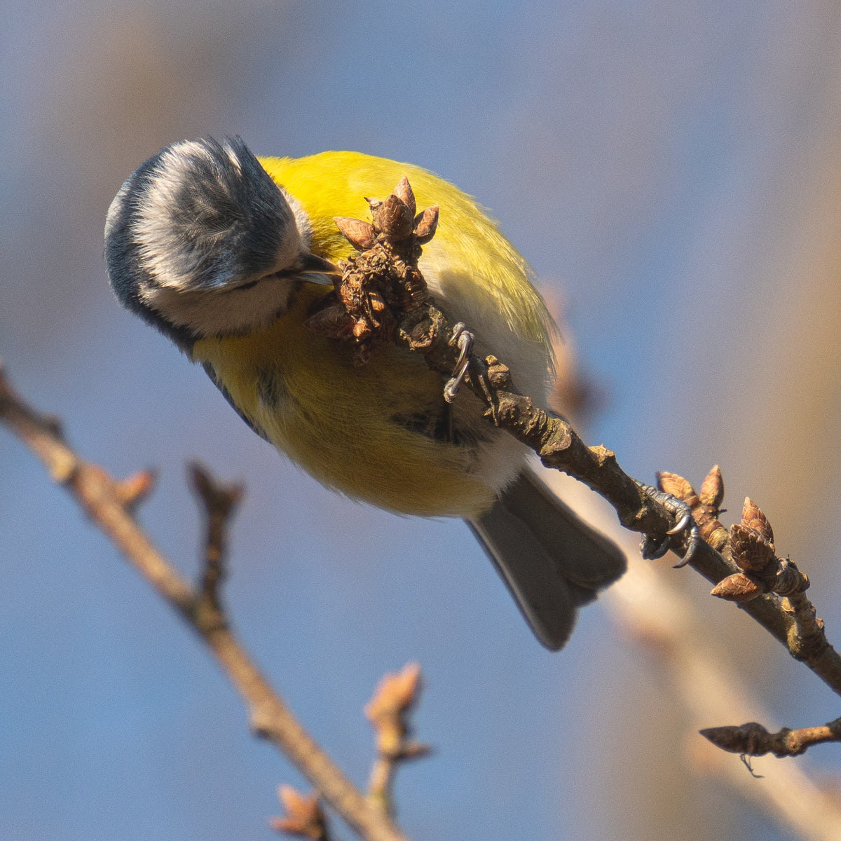 Eine Blaumeise in der Dölauer Heide