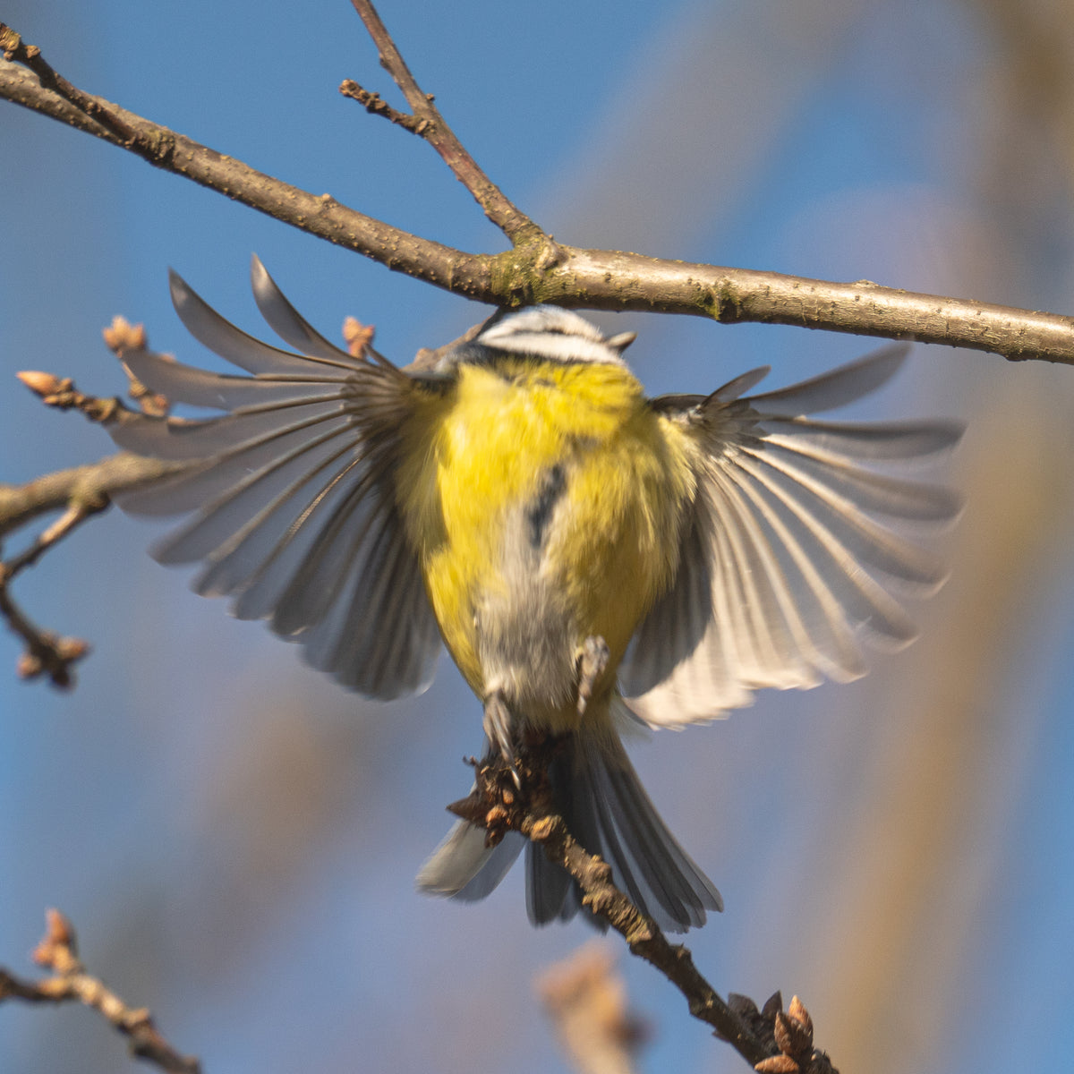 Eine Blaumeise in der Dölauer Heide