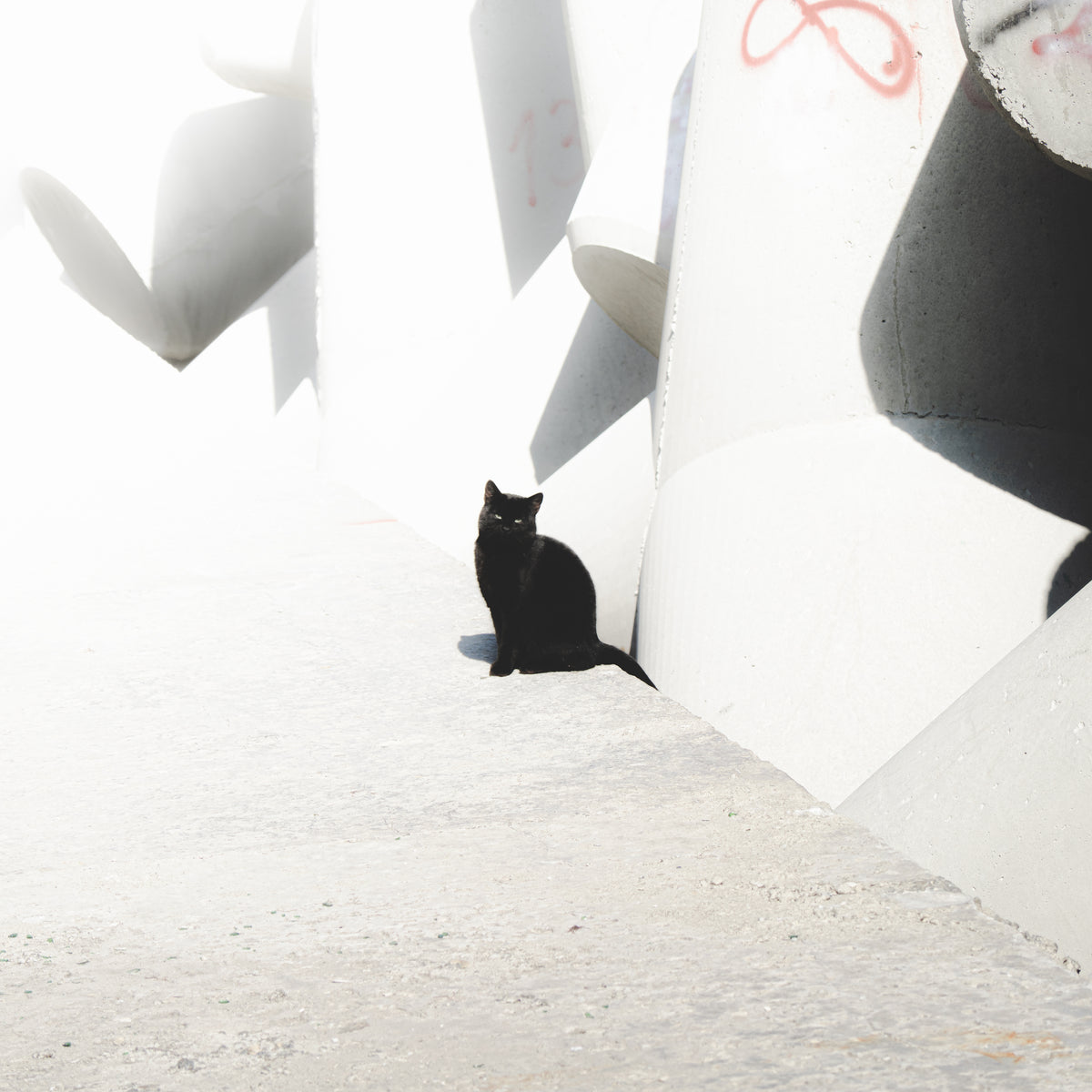 Eine schwarze Katze am Hafen von Varna