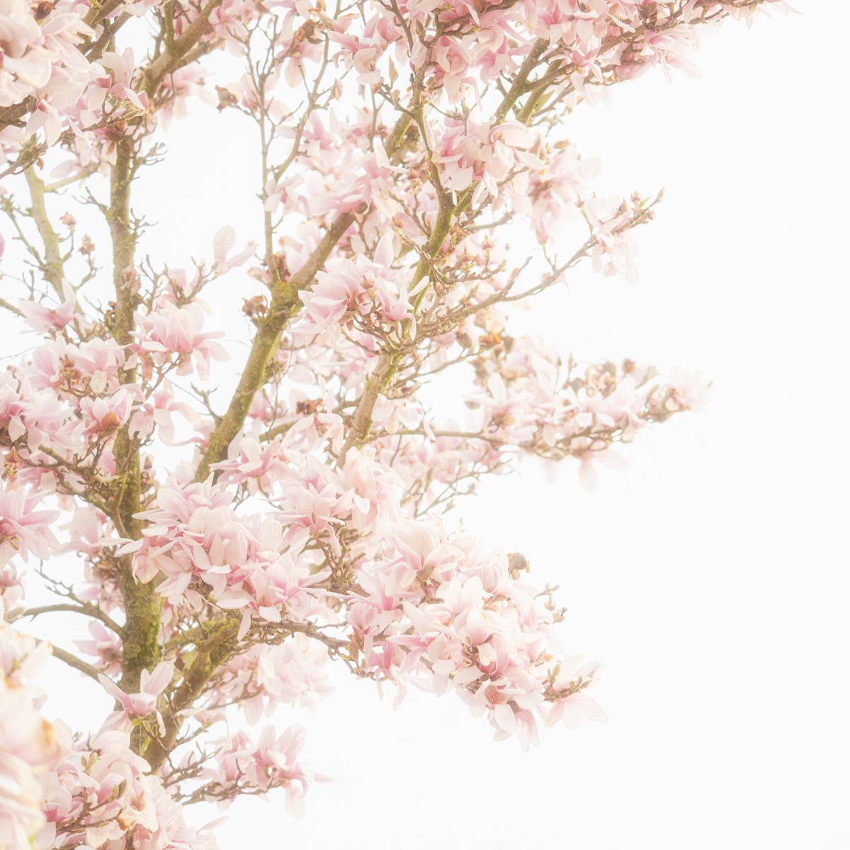 Verträumte Magnolien