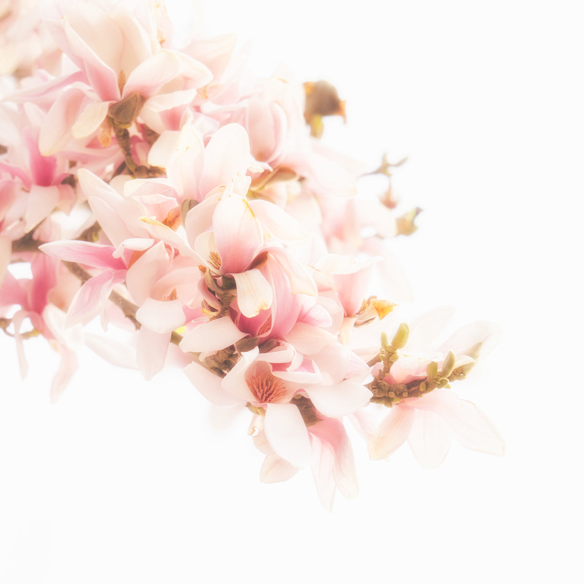 Verträumte Magnolien