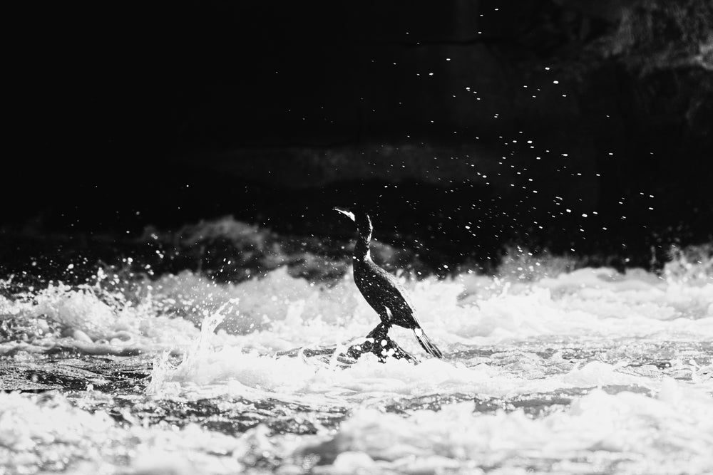 Ein Kormoran am Forstwerder