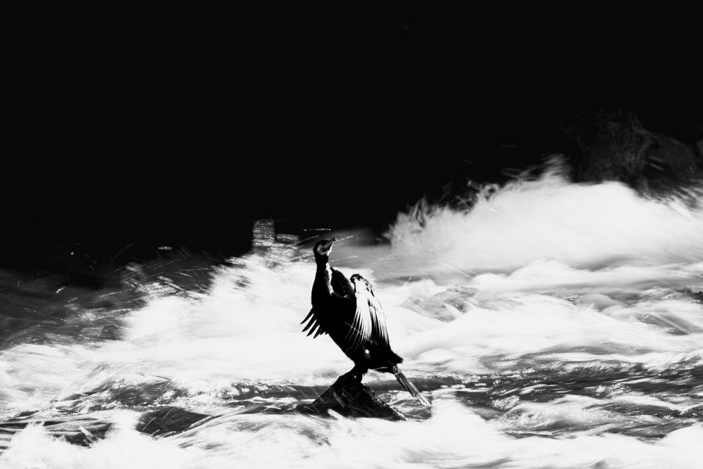 Ein Kormoran am Forstwerder